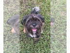 Cairn Terrier Mix DOG FOR ADOPTION RGADN-1387067 - Lolli - Cairn Terrier / Mixed