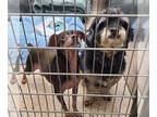 Lhasa Apso-Miniature Pinscher Mix DOG FOR ADOPTION RGADN-1387078 - Loki and Thor