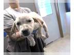 Pointer Mix DOG FOR ADOPTION RGADN-1387081 - ZERO - Pointer / Mixed (medium