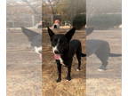 Border Collie DOG FOR ADOPTION RGADN-1387086 - Annie - Border Collie (short