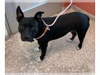 American Staffordshire Terrier DOG FOR ADOPTION RGADN-1387087 - DIESEL -