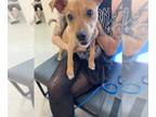 Carolina Dog DOG FOR ADOPTION RGADN-1387088 - JOLENE - Carolina Dog (medium