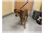 Beagle Mix DOG FOR ADOPTION RGADN-1387090 - TIMOTHY - Beagle / Mixed (medium