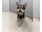 German Shepherd Dog-Siberian Husky Mix DOG FOR ADOPTION RGADN-1387097 - *NILES -