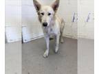 Golden Shepherd DOG FOR ADOPTION RGADN-1387104 - NELLY - Golden Retriever /