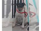 Australian Kelpie Mix DOG FOR ADOPTION RGADN-1387106 - LINUS - Australian Kelpie