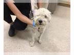 Poodle (Miniature) DOG FOR ADOPTION RGADN-1387112 - Dog - Poodle (Miniature)