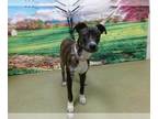 Italian Greyhound Mix DOG FOR ADOPTION RGADN-1387116 - A538723 - Italian