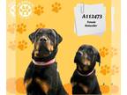 Rottweiler DOG FOR ADOPTION RGADN-1387122 - A112473 - Rottweiler (medium coat)