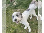 Great Pyrenees Mix DOG FOR ADOPTION RGADN-1387128 - Daisy - Great Pyrenees /