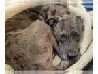 Catahoula Leopard Dog DOG FOR ADOPTION RGADN-1387140 - SYDNEE - Catahoula