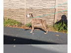 Great Dane Mix DOG FOR ADOPTION RGADN-1387147 - Reba - 5 months old female - AVL