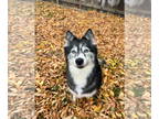Mix DOG FOR ADOPTION RGADN-1387152 - Izzybelle - Husky (medium coat) Dog For