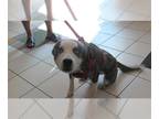 American Pit Bull Terrier-Huskies Mix DOG FOR ADOPTION RGADN-1387153 - SKYE -