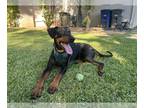 Doberman Pinscher DOG FOR ADOPTION RGADN-1387154 - UBU - Doberman Pinscher