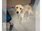 Golden Retriever DOG FOR ADOPTION RGADN-1387160 - FRANKIE - Golden Retriever