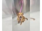 Akita-Chow Chow Mix DOG FOR ADOPTION RGADN-1387166 - ROSIE - Akita / Chow Chow /