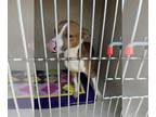 Beagle Mix DOG FOR ADOPTION RGADN-1387168 - MOCHA - Beagle / Mixed (medium coat)