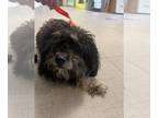 Poodle (Miniature) Mix DOG FOR ADOPTION RGADN-1387179 - PEPPER - Poodle