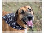 Redbone Coonhound DOG FOR ADOPTION RGADN-1387182 - DJANGO - Redbone Coonhound