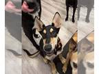 Australian Kelpie Mix DOG FOR ADOPTION RGADN-1387187 - Jack - Australian Kelpie