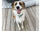 Border Collie Mix DOG FOR ADOPTION RGADN-1387189 - Poppi - Border Collie / Mixed