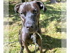 Plott Hound DOG FOR ADOPTION RGADN-1387190 - Milo - Plott Hound / Great Dane