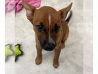 Australian Cattle Dog Mix DOG FOR ADOPTION RGADN-1387196 - Cinnamon - Queensland
