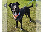 Labrador Retriever-Retriever Mix DOG FOR ADOPTION RGADN-1387197 - Tiny -