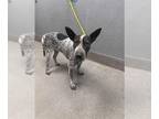 Bull Terrier Mix DOG FOR ADOPTION RGADN-1387213 - *BLAIR - Bull Terrier /