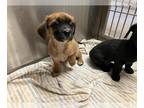 Cavalier King Charles Spaniel Mix DOG FOR ADOPTION RGADN-1387216 - GRACE* -