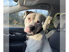 American Pit Bull Terrier-Dogo Argentino Mix DOG FOR ADOPTION RGADN-1387218 -