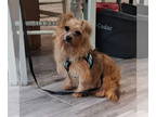 Dachshund Mix DOG FOR ADOPTION RGADN-1387219 - Groucho - Dachshund / Yorkshire