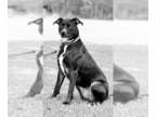Bull Terrier-Labrador Retriever Mix DOG FOR ADOPTION RGADN-1387222 - Maisy Jane