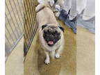 Pug DOG FOR ADOPTION RGADN-1387225 - Salem - Pug (short coat) Dog For Adoption