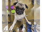Pug DOG FOR ADOPTION RGADN-1387226 - Sabrina - Pug (short coat) Dog For Adoption