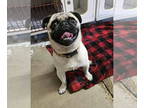 Pug DOG FOR ADOPTION RGADN-1387227 - Andy - Pug Dog For Adoption