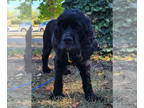 Cocker Spaniel DOG FOR ADOPTION RGADN-1387228 - Harvey - Cocker Spaniel (medium