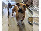 Dachshund Mix DOG FOR ADOPTION RGADN-1387230 - Chucky - Dachshund / Mixed (short