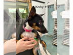 Rat Terrier DOG FOR ADOPTION RGADN-1387233 - KORKY - Rat Terrier Dog For