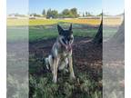 German Shepherd Dog-Huskies Mix DOG FOR ADOPTION RGADN-1387235 - KYAH - Husky /