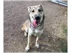 Siberian Husky DOG FOR ADOPTION RGADN-1387246 - PIPER - Siberian Husky (medium
