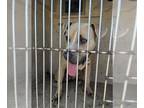 Staffordshire Bull Terrier Mix DOG FOR ADOPTION RGADN-1387250 - LUPE -