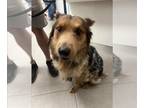 Australian Shepherd Mix DOG FOR ADOPTION RGADN-1387280 - LOBO - Australian