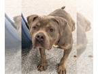 American Staffordshire Terrier Mix DOG FOR ADOPTION RGADN-1387282 - MAVERICK -