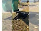 Labrador Retriever Mix DOG FOR ADOPTION RGADN-1387289 - Stanley - Labrador