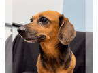 Dachshund DOG FOR ADOPTION RGADN-1387298 - Cayenne - Dachshund (short coat) Dog