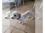 Zuchon DOG FOR ADOPTION RGADN-1387299 - Rosey - Bichon Frise / Shih Tzu / Mixed