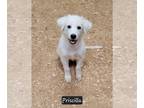 Great Pyrenees Mix DOG FOR ADOPTION RGADN-1387300 - Pricilla - Great Pyrenees /
