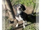 Treeing Walker Coonhound Mix DOG FOR ADOPTION RGADN-1387302 - CHICIS II -